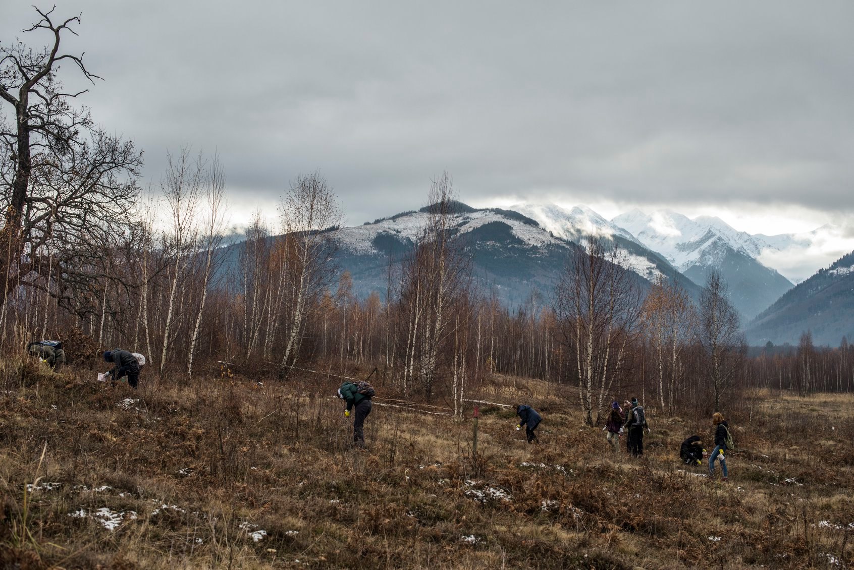 Arpasu Ingrijire 2019 6